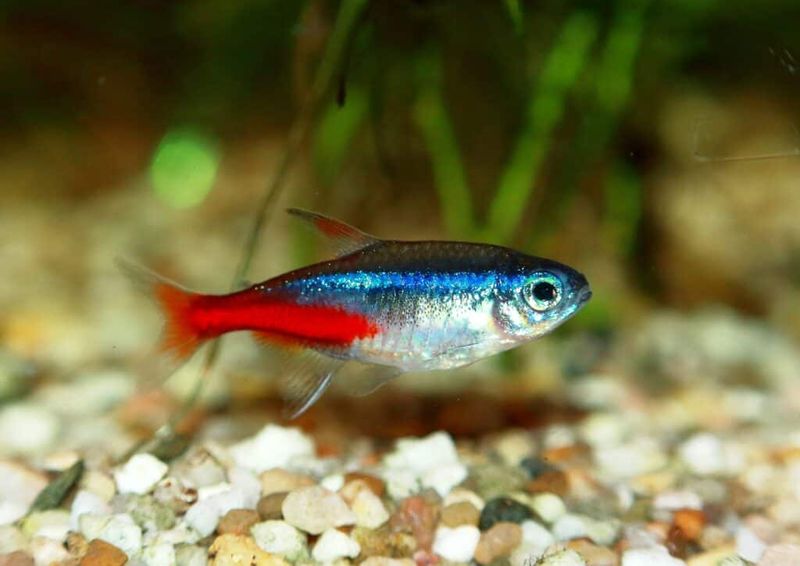 Neon Tetra: Tiny Glowing Wonders