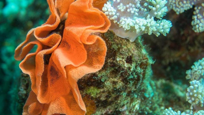Spanish Dancer Nudibranch