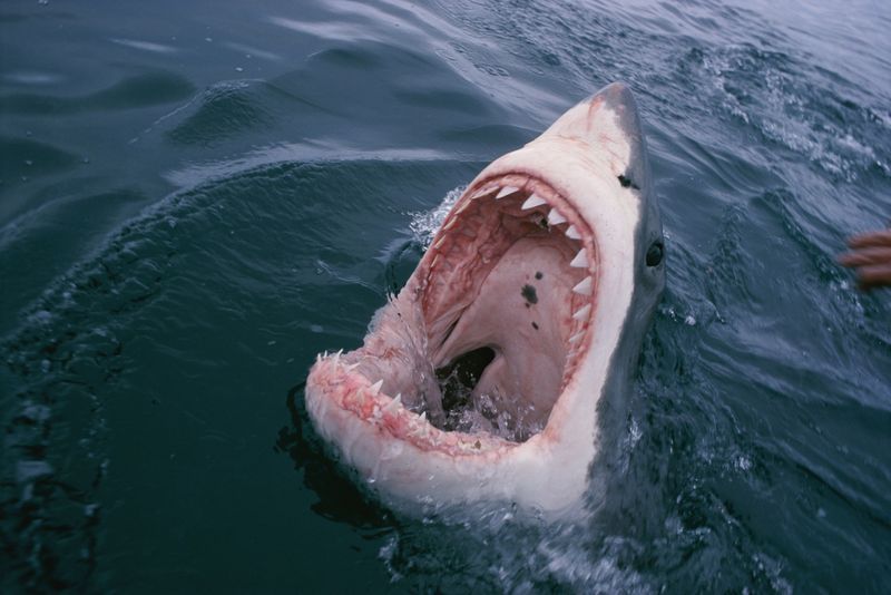 Great White Shark – Ocean's Perfect Biter