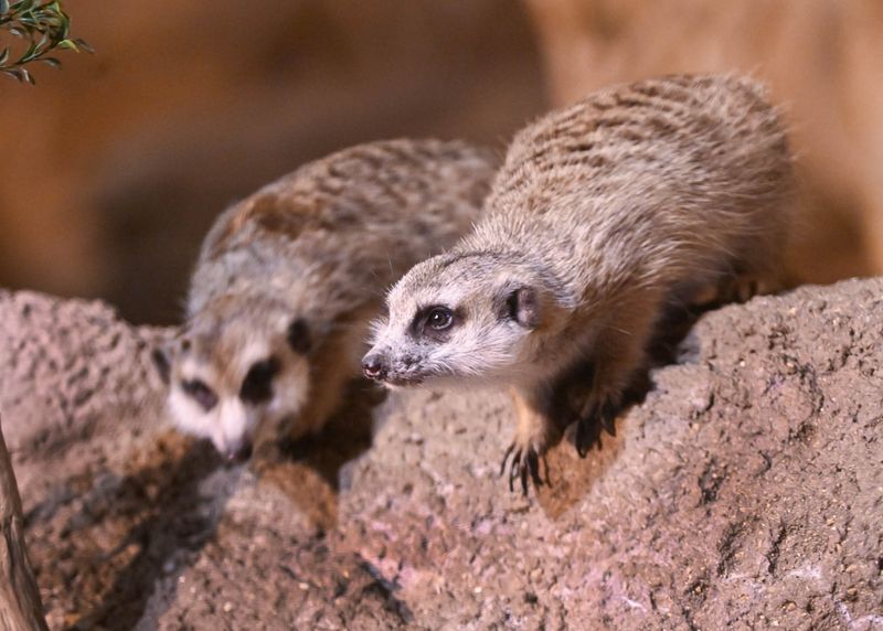 Meerkats