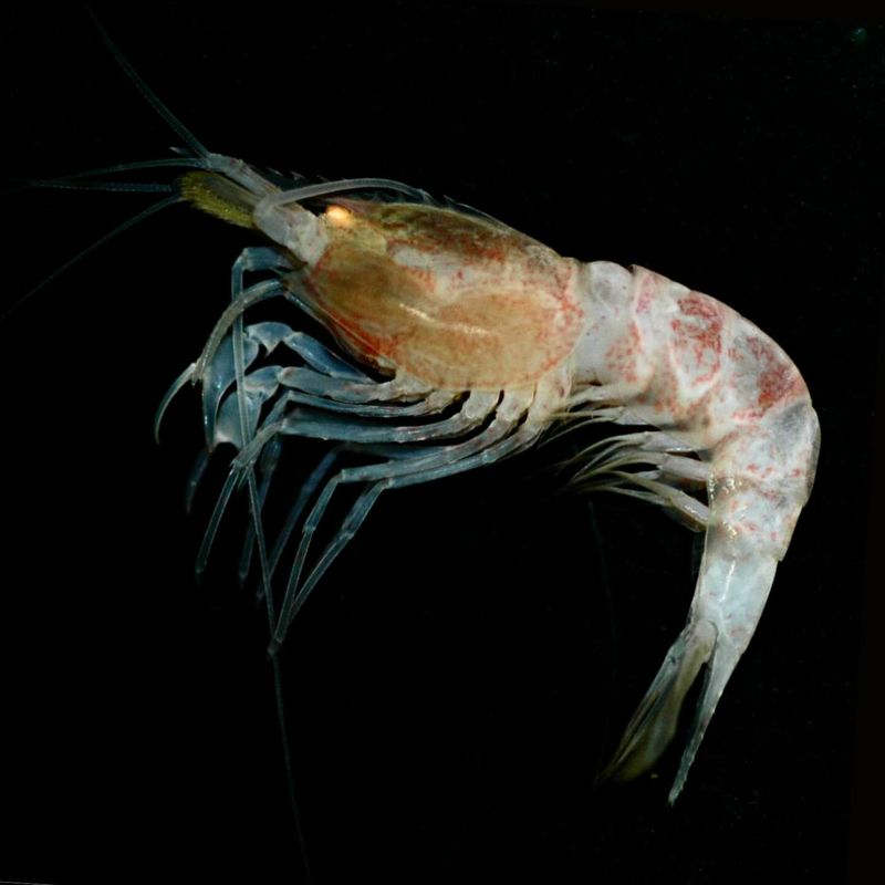Spiny Armored Shrimp