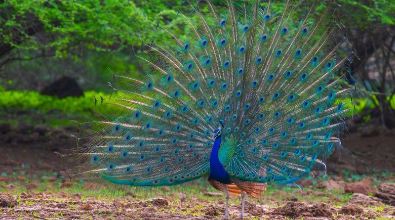 Indian Peafowl: The Royal Showstopper