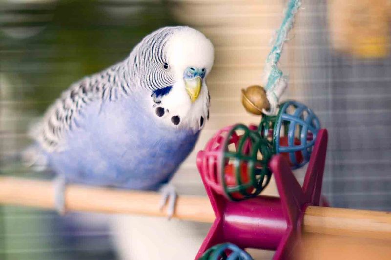 Playful Parakeets