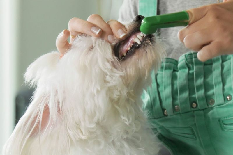 Regular Dental Care Extends Life