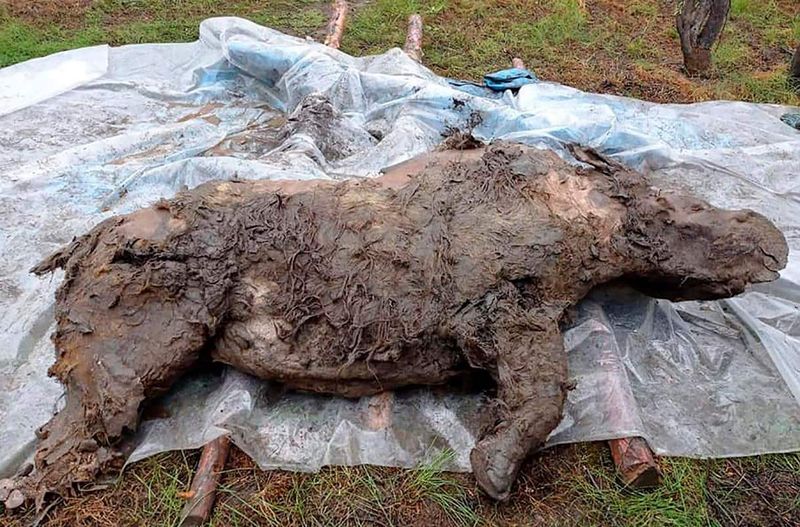 Frozen In Time: Perfectly Preserved Specimens