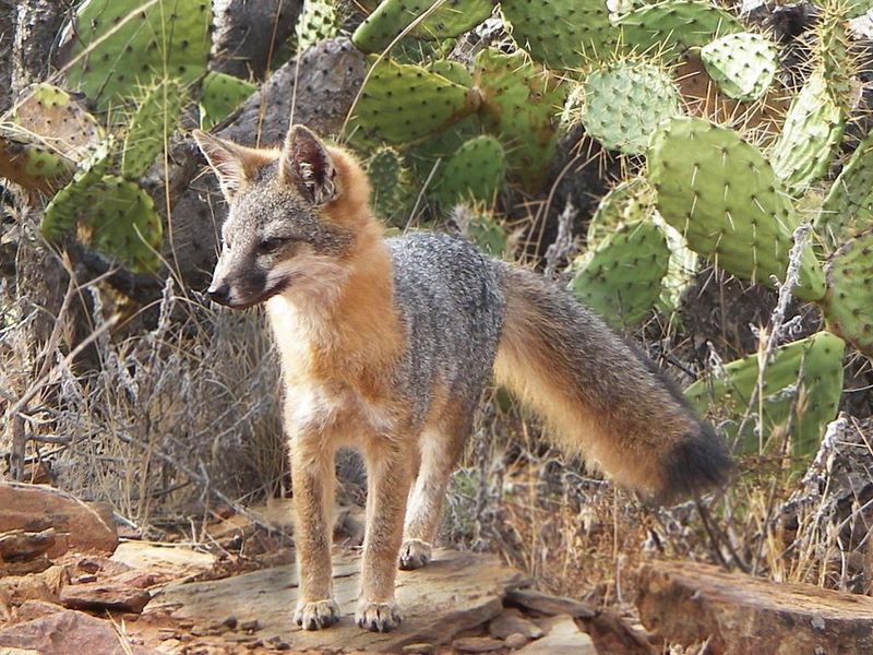 Island Fox (Urocyon littoralis)