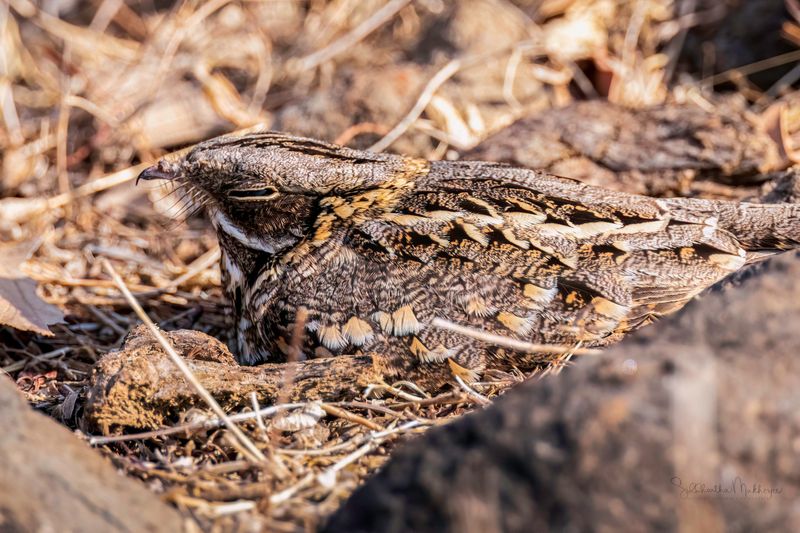 Indian Nightjar: Blending Into Leaf Litter With Eggs And Feathers