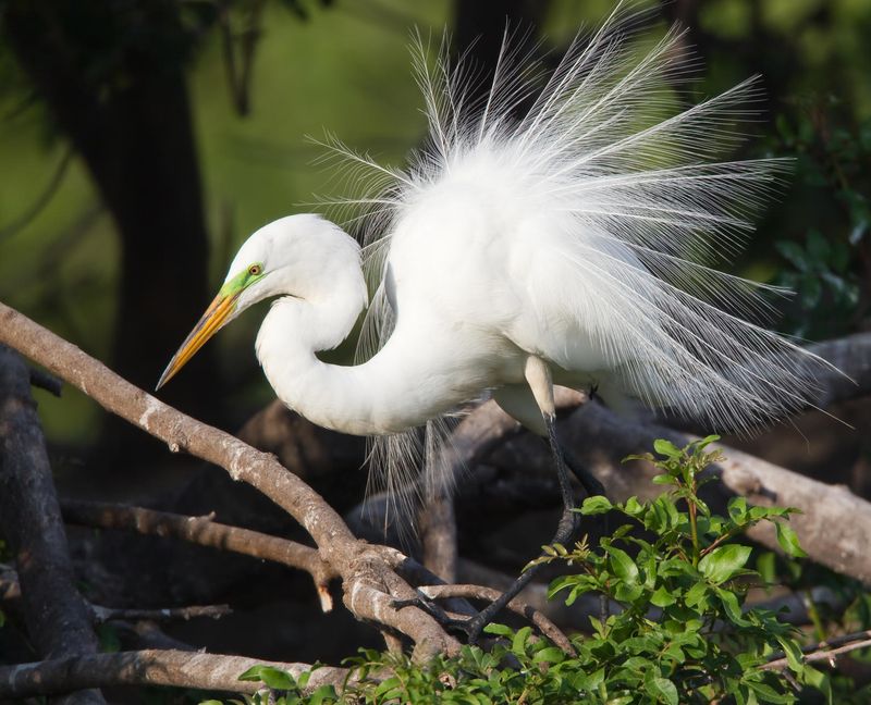 Great Egrets