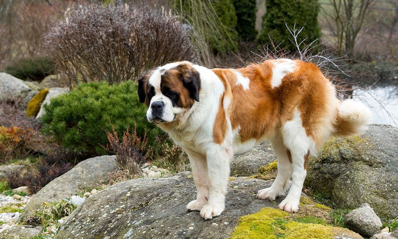 Saint Bernard