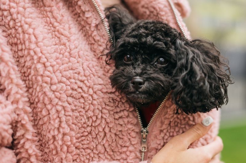 Poodles: The Sophisticated Love Experts