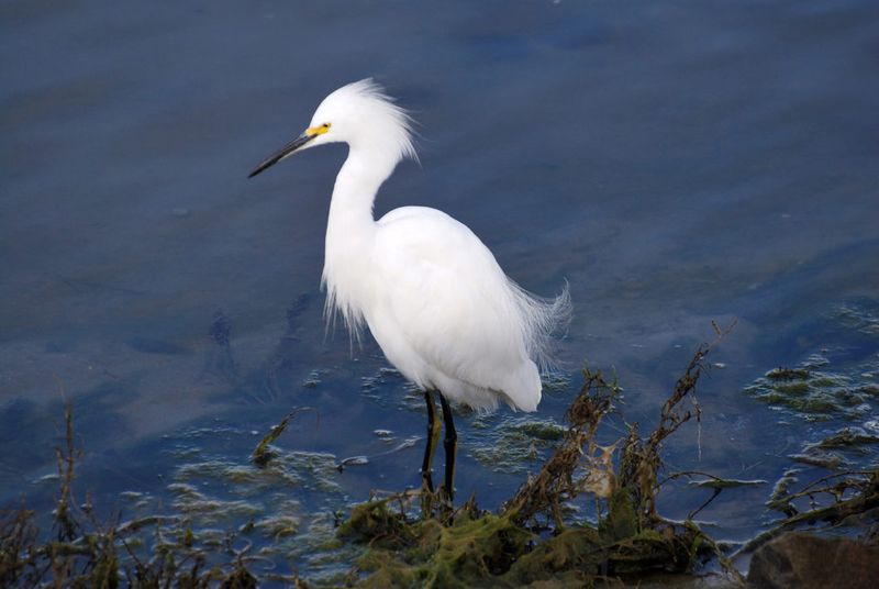 Snowy Egrets