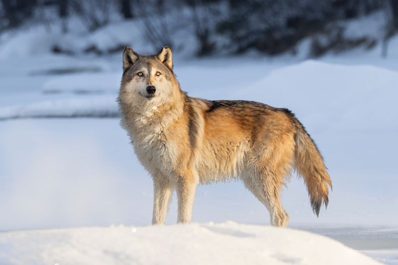 Tibetan Wolf – The Mountain King