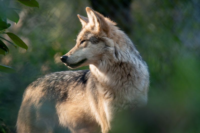Mexican Wolf