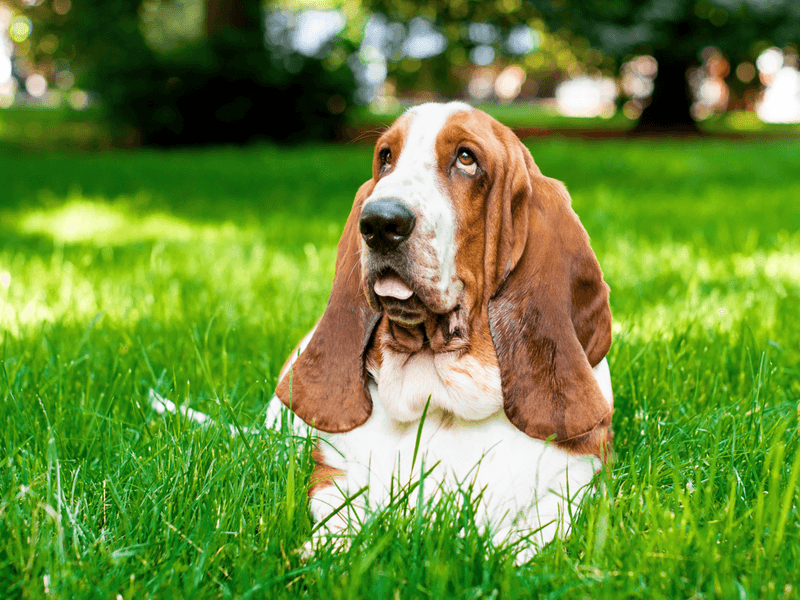 Basset Hounds: Low-Riding Sweethearts