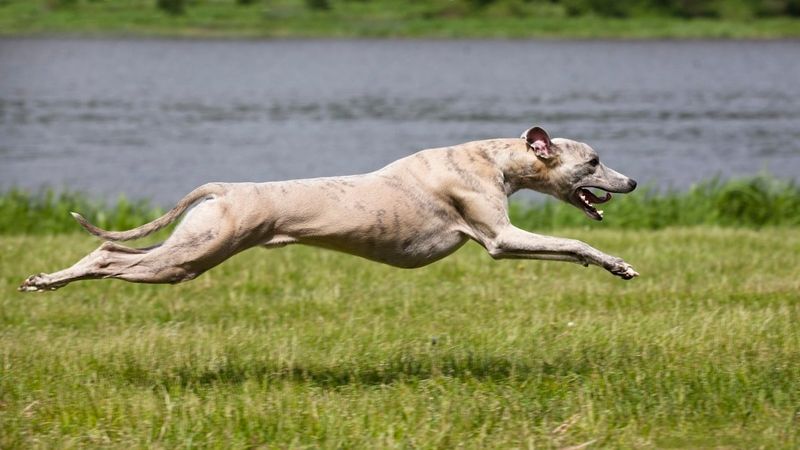 Greyhound: The Racing Machine