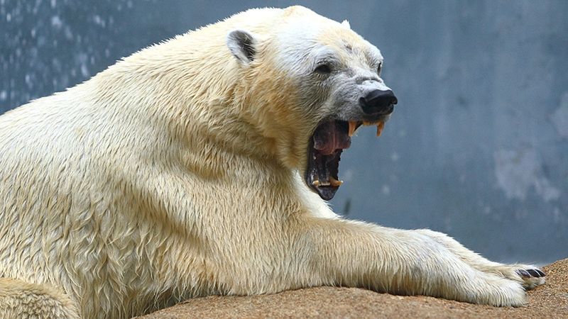 Polar Bear – Arctic Crushing Power