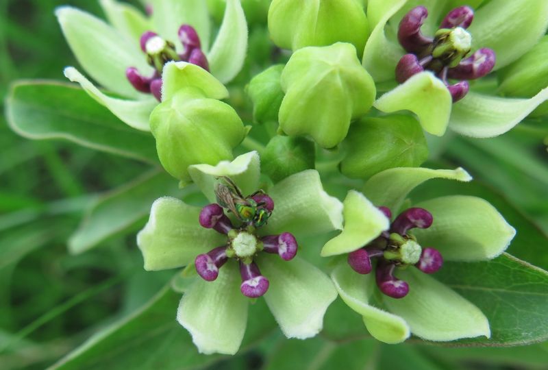 Spider Milkweed (Asclepias Viridis)