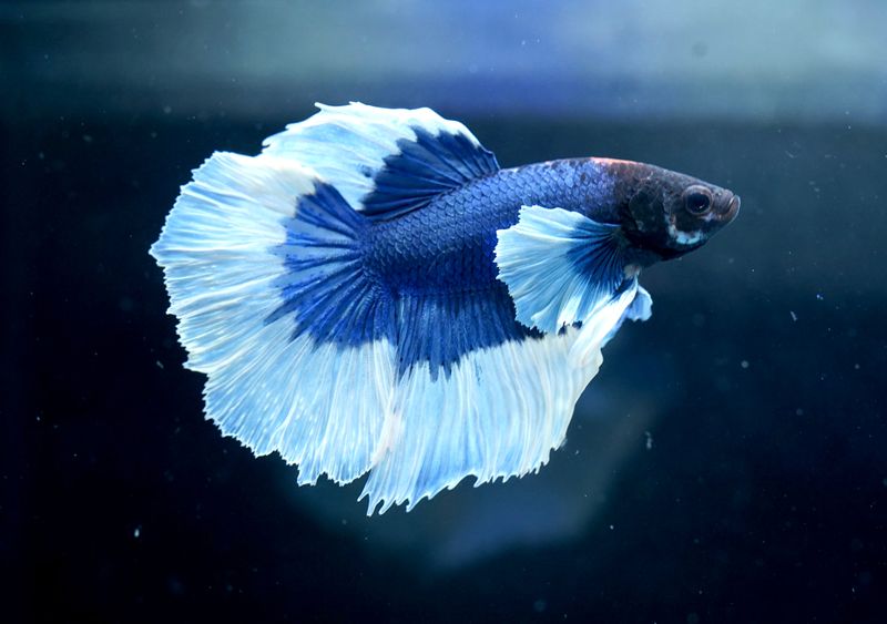 Betta Fish – The Deceptive Beauty
