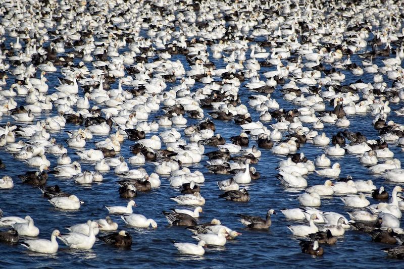 Snow Geese