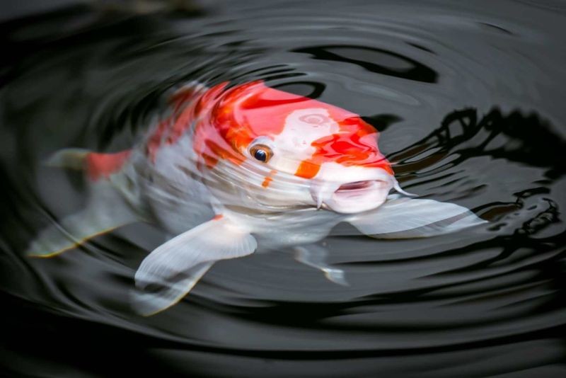 Koi Fish: Colorful Pond Survivors
