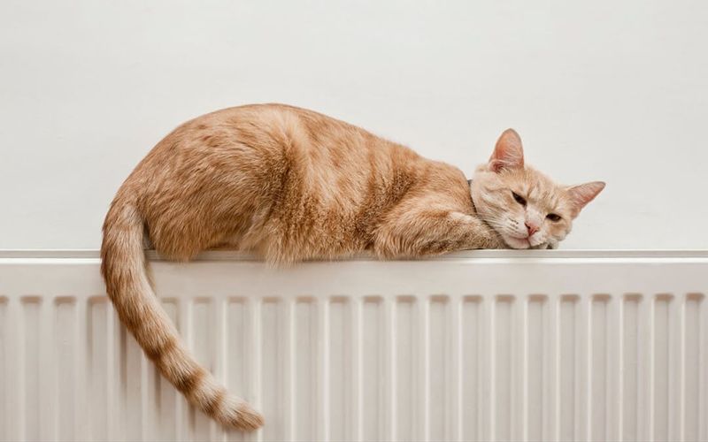 Twitching Tail Tip While Relaxed