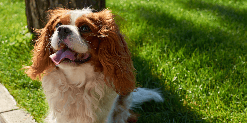 Cavalier King Charles Spaniel