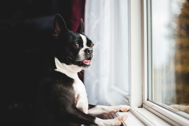 Boston Terriers – Compact City Companions