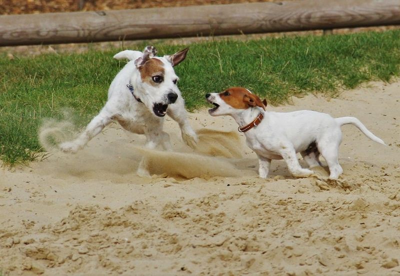Jack Russell Terriers: Double Trouble Worth The Chaos