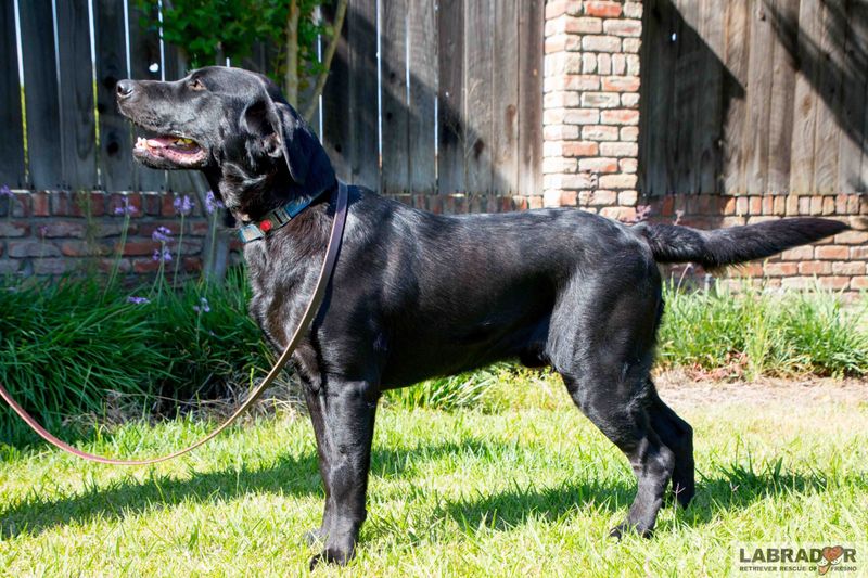 Labrador Retrievers: Bounce-Back Champions