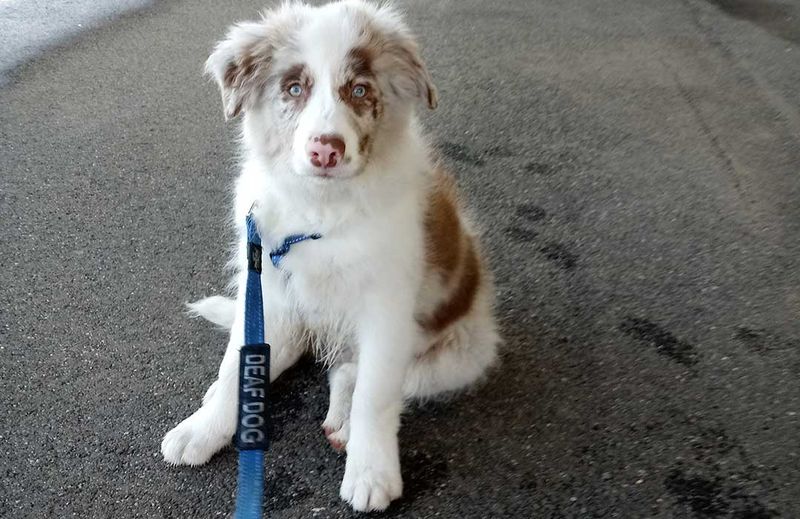 Deaf Dogs Face Communication Barriers