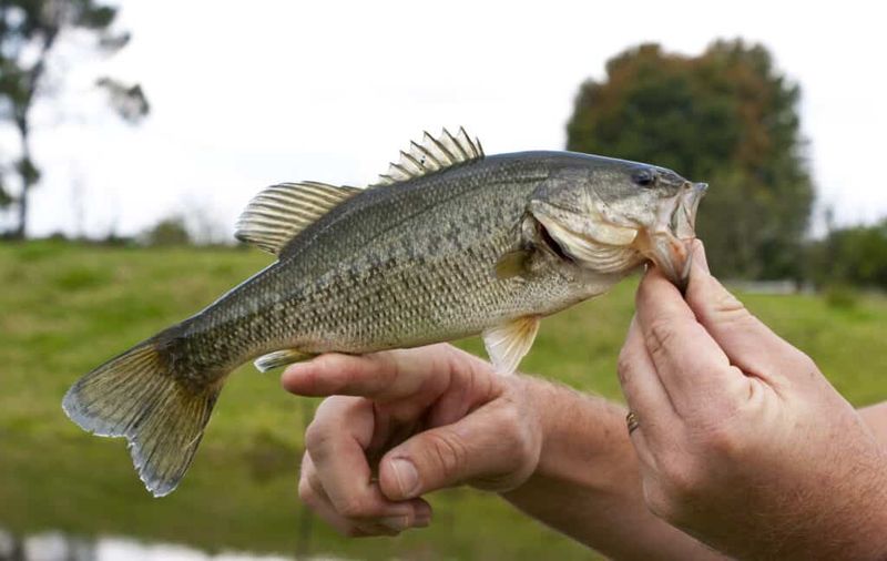 Holding Fish With Sharp Dorsal Spines: What You Need To Know