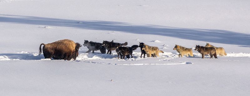 Wolves Helped Keep Bison Populations In Check