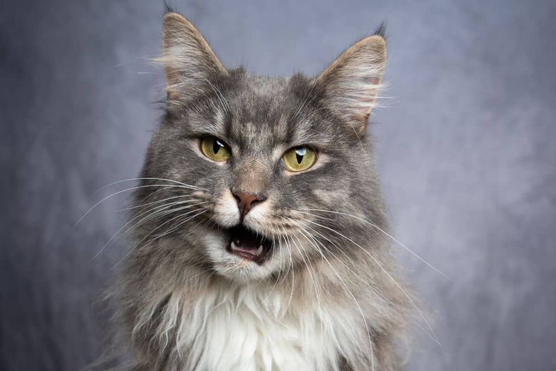 How Vocal These Cats Can Be