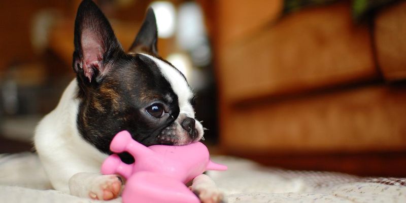 Safe Chew Toys