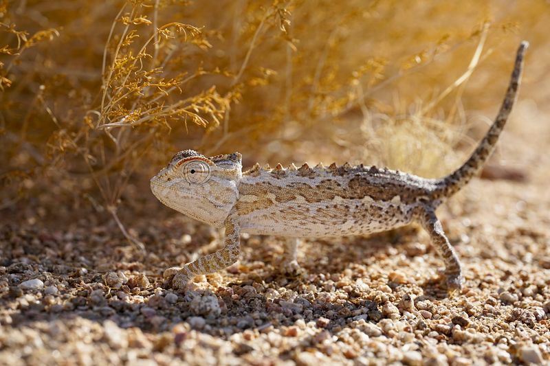 Exceptional Camouflage