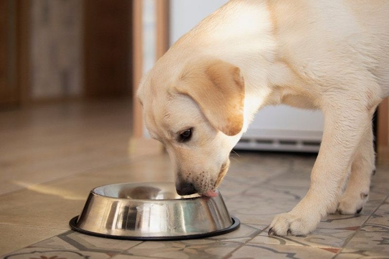 Black Pepper Offers No Nutritional Benefits For Dogs