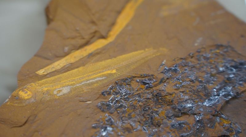 Tiny Fish Bones Reveal Complex Food Chain