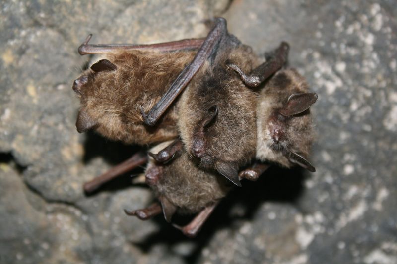 Little Brown Bat (Myotis lucifugus)