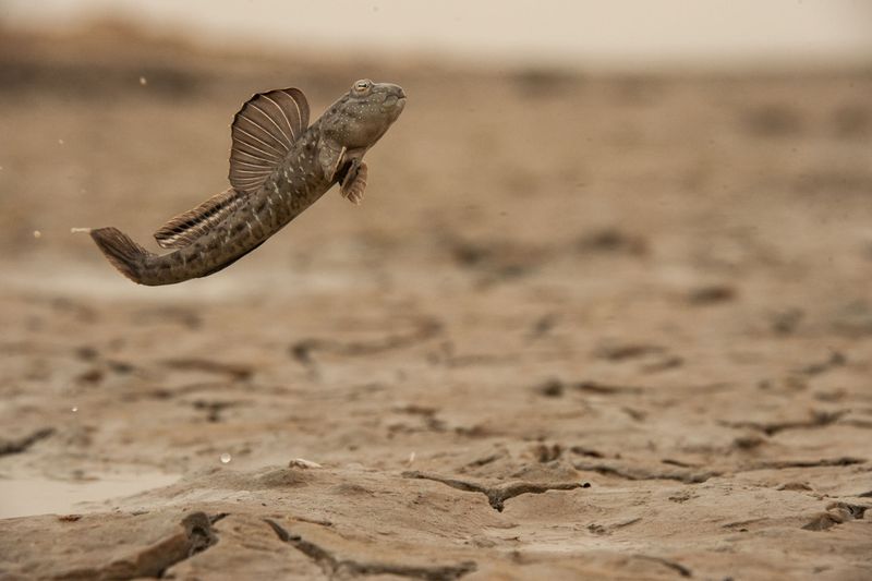 Mudskippers Give Elaborate Courtship Performances On Land