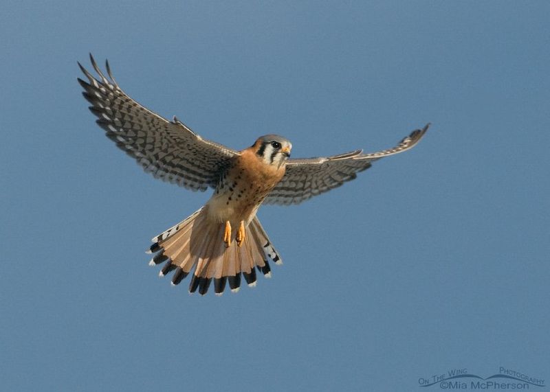 Falcon's Speed In Russet Plumage
