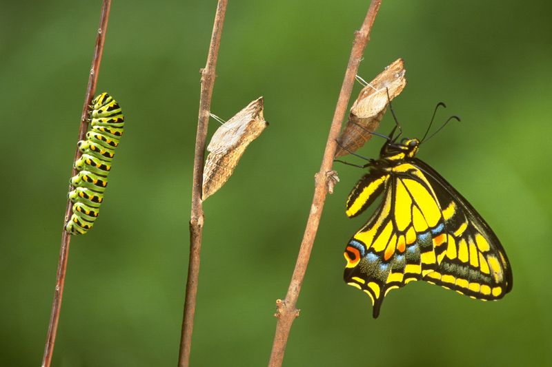 Final Caterpillar Stage: Preparing For Change
