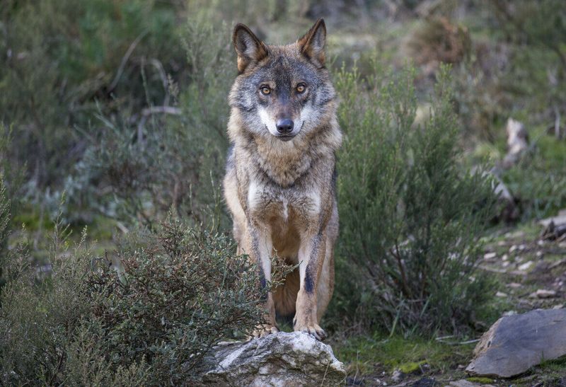Smarter, Shyer Wolves