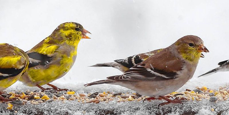 Breeding Season Makeovers