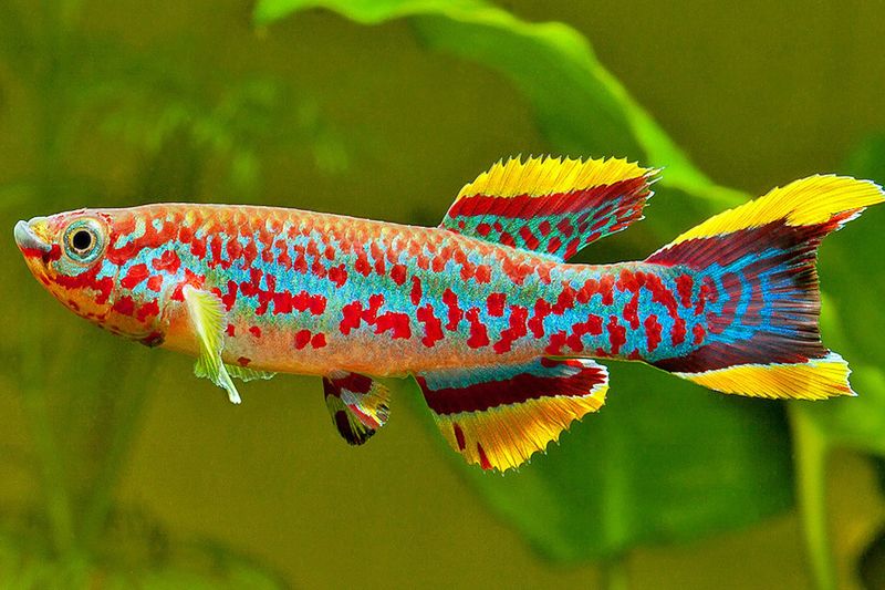 Part Of A Group Called Annual Killifish
