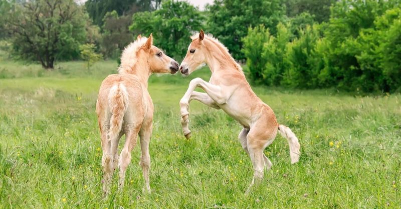 Playful Learning