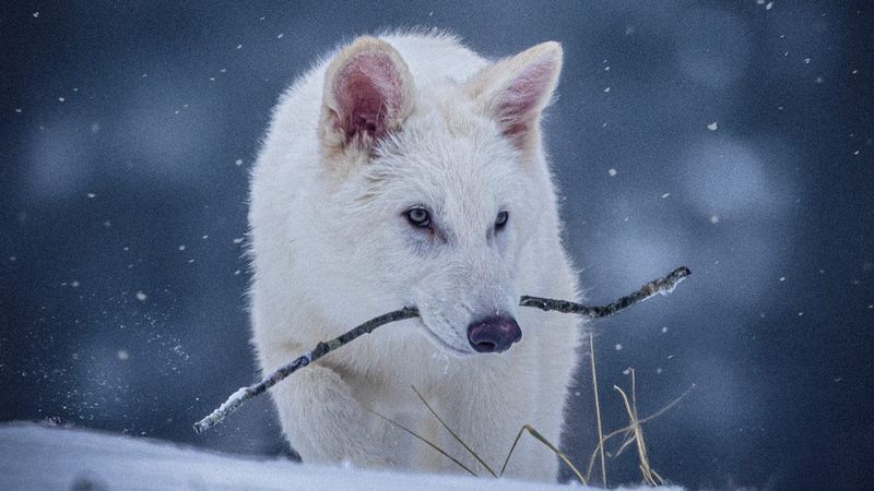 Size Increase Not Seen In Any Living Canine