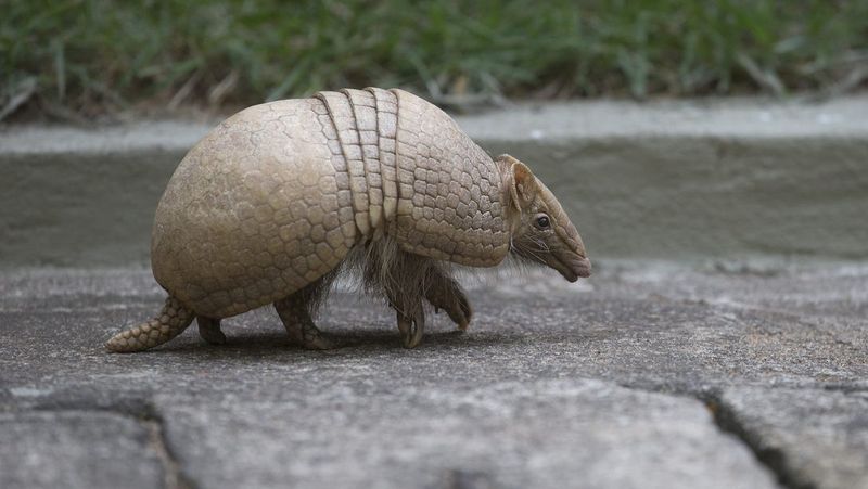 The Armadillo's Slow But Steady March Into Ohio