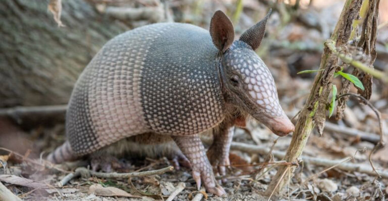 Guess Who’s Digging Up Ohio Lawns? Meet The Armadillo Now Moving North