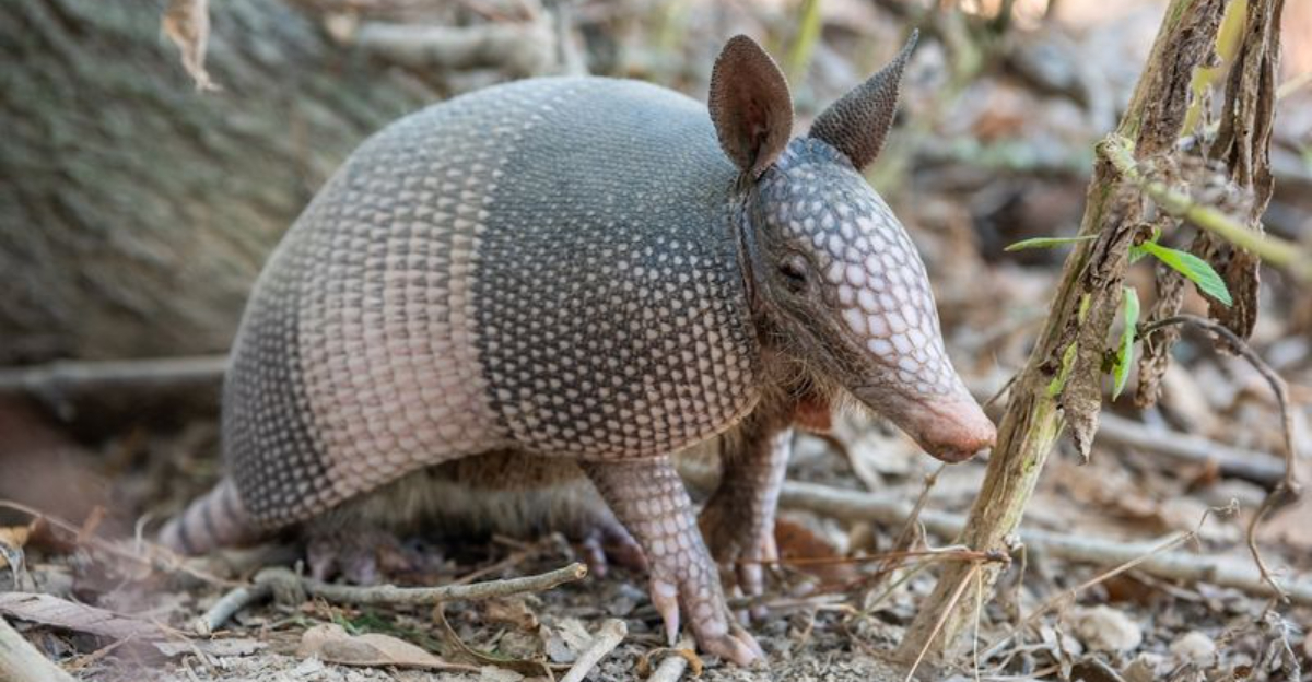Guess Who’s Digging Up Ohio Lawns? Meet The Armadillo Now Moving North