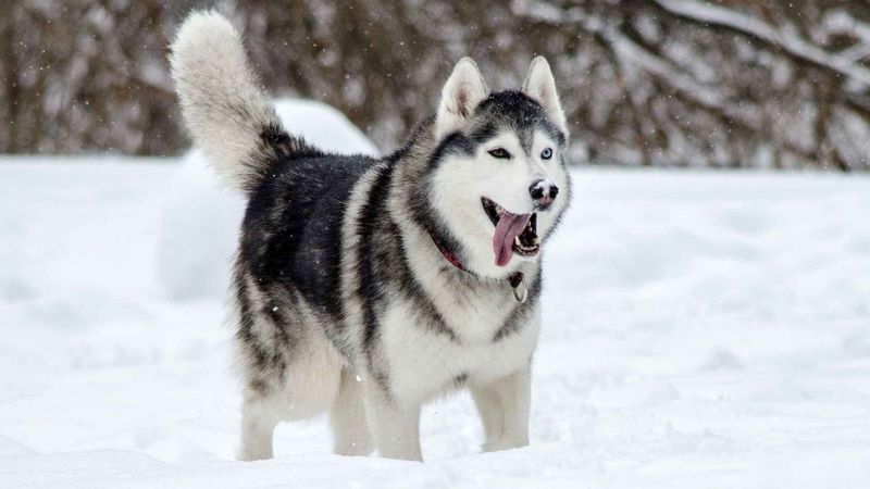 Huskies